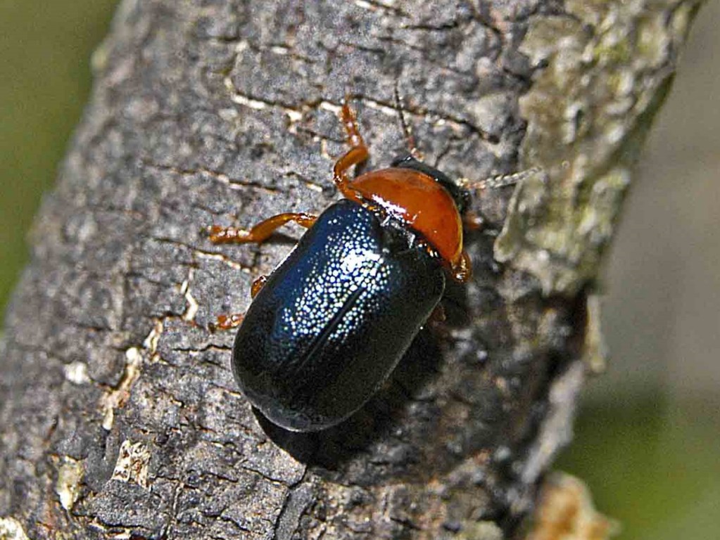 Crisomelide rosso-blu da identificare: Smaragdina sp.?